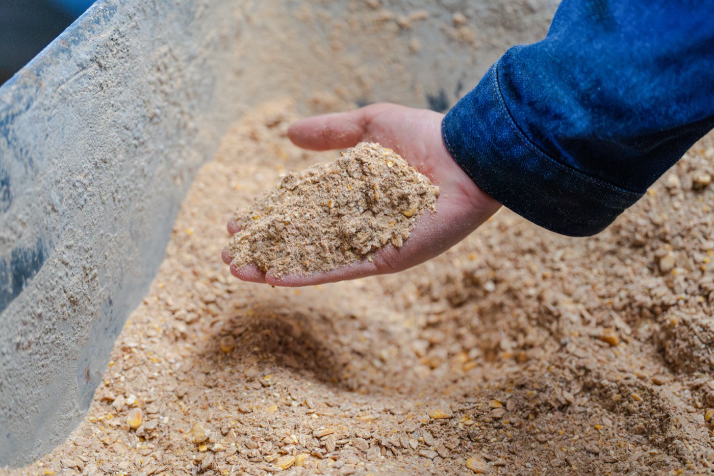 A handful of the grain feed blend used to raise our Miyazakigyu